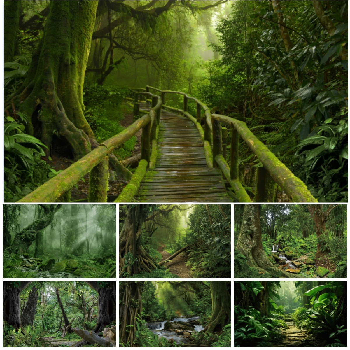 Tropical Rainforest Photograph - Outdoor Adventure Background のレビューと価格